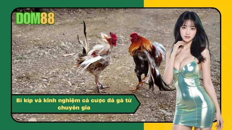 Bí kíp và kinh nghiệm cá cược đá gà từ chuyên gia