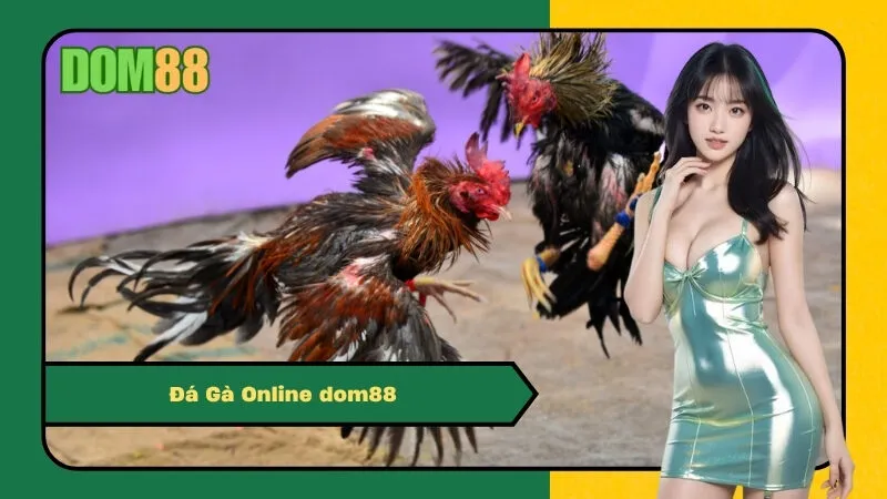 Xem và Cá Cược Đá Gà Online dom88 – Trực Tiếp Từ Trường Gà Thomo