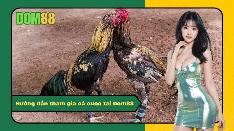 Hướng dẫn tham gia cá cược tại Dom88